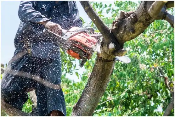 tree services Random Lake